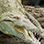 Carara National Park + Tarcoles River Crocodile Tour