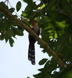 Early Morning Bird Watching in Guanacaste