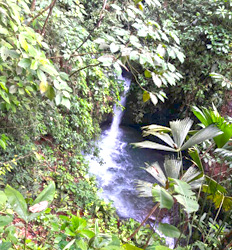 Rainmaker Rainforest Hike 