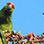 Avistamiento de Aves en la Reserva Indígena Kekoldi