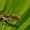 Amphibios & Reptiles Night Tour
