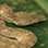 Amphibios & Reptiles Night Tour
