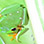 Amphibios & Reptiles Night Tour
