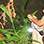 Amphibios & Reptiles Night Tour