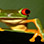 Amphibios & Reptiles Night Tour
