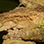 Amphibios & Reptiles Night Tour