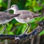 Costa Rica Bird Watching Tour from Puntarenas