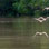 Costa Rica Bird Watching Tour from Puntarenas