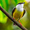 Birdwatching Near Arenal Volcano