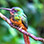 Birdwatching Near Arenal Volcano