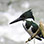 Birdwatching Near Arenal Volcano