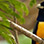 Birdwatching Tour at Kekoldi Indian Reserve