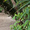 Cahuita National Park Hike, Snorkel + Sloth Sanctuary Combo