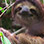 Cahuita National Park Rainforest Hike, Snorkel + Sloth Sanctuary