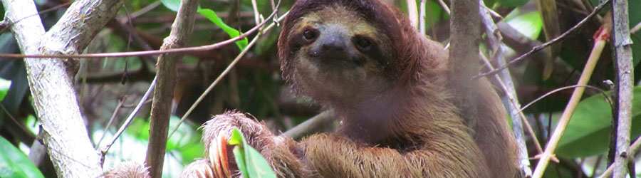 Cahuita National Park Hike Snorkel Sloth Sanctuary Costa Rica Tour