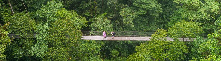 Costa Rica Hanging Bridges + Tarcoles River Eco Cruise