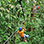 Guanacaste Dry Forest Canopy Tour