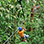 Guanacaste Dry Forest Canopy Tour