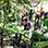 Hacienda Horseback Adventure & Rainforest Aerial Tram Ride