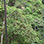 Heliconias Hanging Bridges & Rainforest Hike