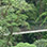 Heliconias Hanging Bridges & Rainforest Hike