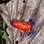 Heliconias Hanging Bridges & Rainforest Hike