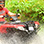 Jaco ATV + Waterfall 3 Hour Adventure