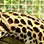 Jaguar Rescue Center + Punta Uva Kayaking Tour