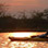 Kayak Damas Island Mangroves at Night Tour