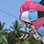 Manuel Antonio Beach Parasail Tour