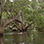 Manuel Antonio Freshwater Mangrove Fishing