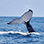 Marino Ballena Whale Watching & Wild Dolphin Combo Tour