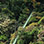 Monteverde Sky Tram, Sky Trek Zip Lines, and Sky Walk Hanging Bridges