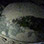 Tamarindo Sea Turtle Tour
