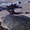 Tamarindo Sea Turtle Tour
