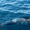Private Dolphin and Whale Watching Tour in Costa Rica