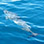 Private Dolphin and Whale Watching Tour in Costa Rica