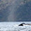 Private Dolphin and Whale Watching Tour in Costa Rica