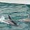 70' Catamaran Charter in Manuel Antonio Up to 12 Pax