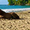 Puerto Viejo Beach Horseback Riding