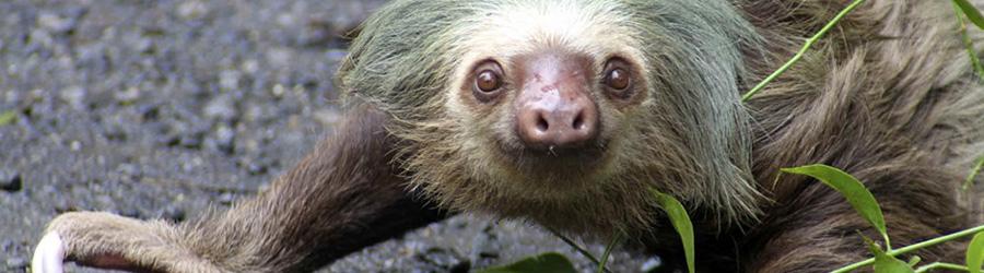 Sloth Lovers Excursion - Tortuguero Canals + Cahuita National Park