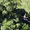 Monteverde Extreme Tarzan Swing