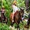 Tamarindo Beach Horseback Ride