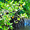 Tamarindo Mangrove Boat Safari