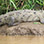 Tarcoles River Crocodile Safari