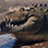 Tarcoles River Crocodile Safari