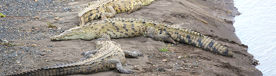 Express Tarcoles River Crocodile Tour Costa Rica