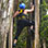 Treetop Climbing Monteverde Cloud Forest