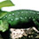 Veragua Rainforest Frog Habitat & Butterfly Garden Exhibits