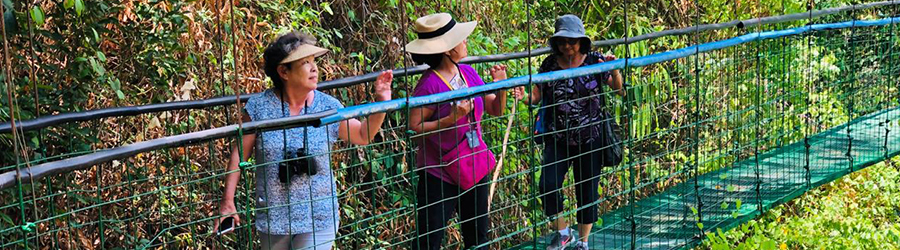 Express Costa Rica Hanging Bridges Shore Excursion in Puntarenas